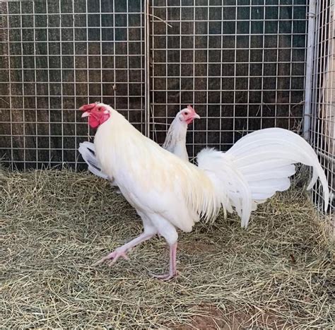 American Canyon. . Game fowl for sale